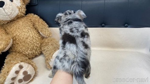 成約済の兵庫県のチワワ(ロングコート)-329765の7枚目
